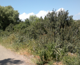 Agricolo