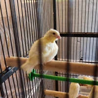 Canarini giallo avorio svezzati - sani e vivaci