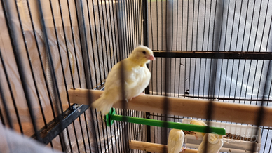 Canarini giallo avorio svezzati - sani e vivaci