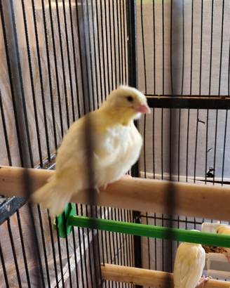 Canarini giallo avorio svezzati - sani e vivaci