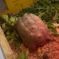 Coppia di Geochelone Sulcata