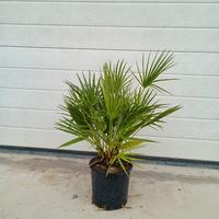 Palma Chamaerops  HUMILIS Vaso 18