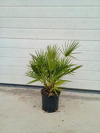 Palma Chamaerops  HUMILIS Vaso 18