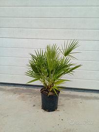 Palma Chamaerops  HUMILIS Vaso 18