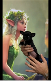 Sau chihuahua mini Toy con pedigree