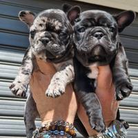 Bouledogue/ Bulldog Francese