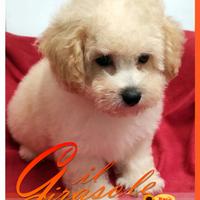 Cuccioli di MALTIPOO