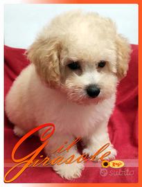 Cuccioli di MALTIPOO