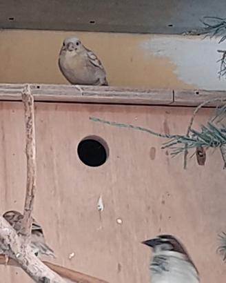 Passeri mutati