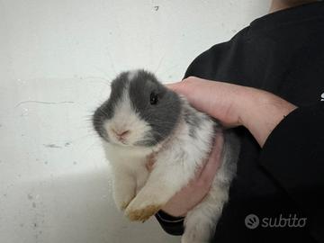 Coniglio nano minilop