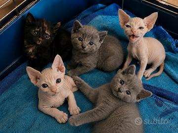 Cuccioli Sphynx velour