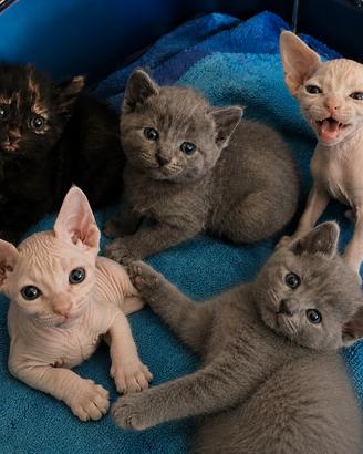 Cuccioli Sphynx velour