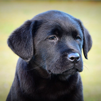 Cuccioli labrador alta genealogia