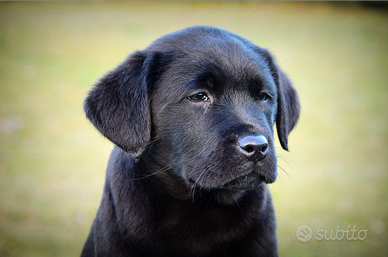 Cuccioli labrador alta genealogia