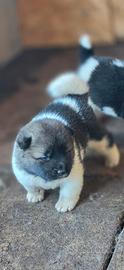 Akita Americano