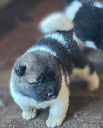 Akita Americano