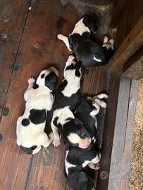 Cuccioli di Springer spainel nati il 5/07/2026
