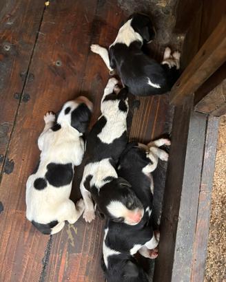 Cuccioli di Springer spainel nati il 5/07/2026