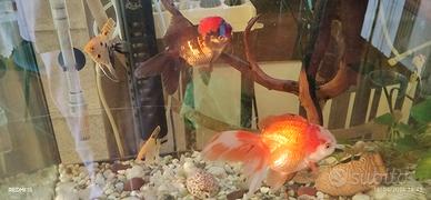 Oranda, scalari, pulitore