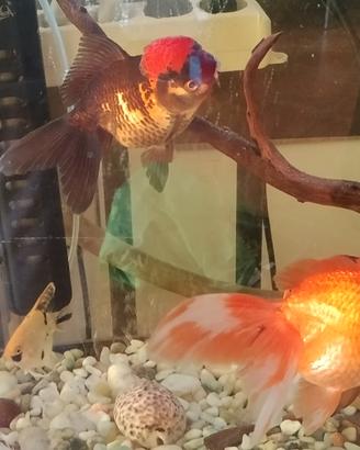 Oranda, scalari, pulitore