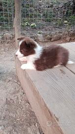 Cuccioli bianco cioccolato Border Collie Blue Eye