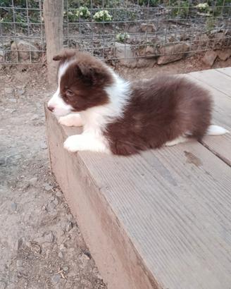 Cuccioli bianco cioccolato Border Collie Blue Eye