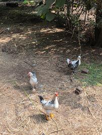 galli gallo galletto 5 mesi nani
