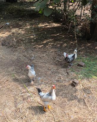 galli gallo galletto 5 mesi nani