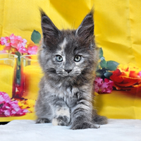 LEGGERE SOTTO PRIMA DI SCRIVERE Maine Coon TOP