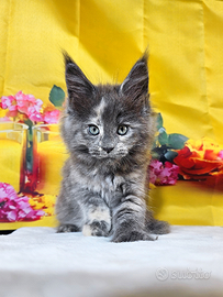 LEGGERE SOTTO PRIMA DI SCRIVERE Maine Coon TOP