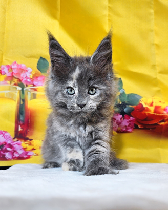 LEGGERE SOTTO PRIMA DI SCRIVERE Maine Coon TOP