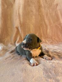 Blue - Cucciolo maschio nato il 21.08.26