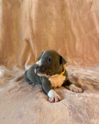 Blue - Cucciolo maschio nato il 21.08.26