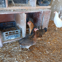 Legbar galline
