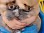 Immagine 4
