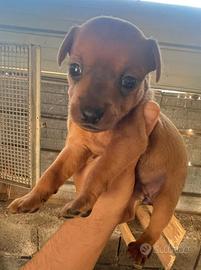 Cuccioli di pincher nano