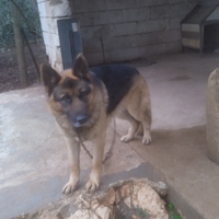 Pastore tedesco disponibile per monta