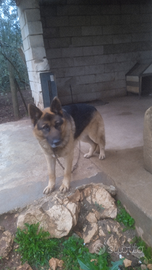 Pastore tedesco disponibile per monta