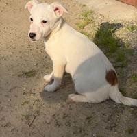 Cucciola Jack Russel