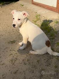 Cucciola Jack Russel