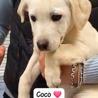 Cuccioli maschi e femmine