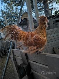 Gallo padovano ciuffato camoscio