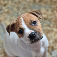 Cuccioli pitbull adba