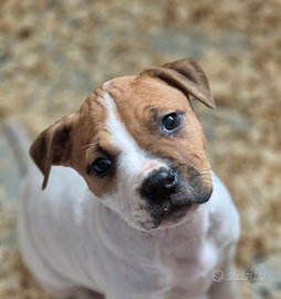 Cuccioli pitbull adba
