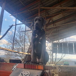 Cane corso