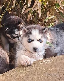 Cuccioli siberian husky