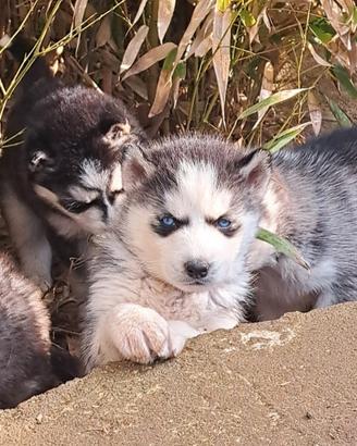 Cuccioli siberian husky