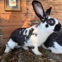 Conigli taglia medio grande