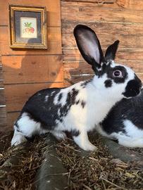 Conigli taglia medio grande