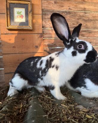 Conigli taglia medio grande